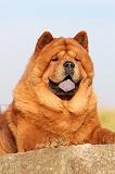 CHOW CHOW 254